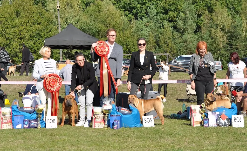 Shar Pei Club Czech Republic Club Show, CC EFSPC 21.09.2024 Zbraslav, Czech Republic Judge: Anna Rogowska/PL